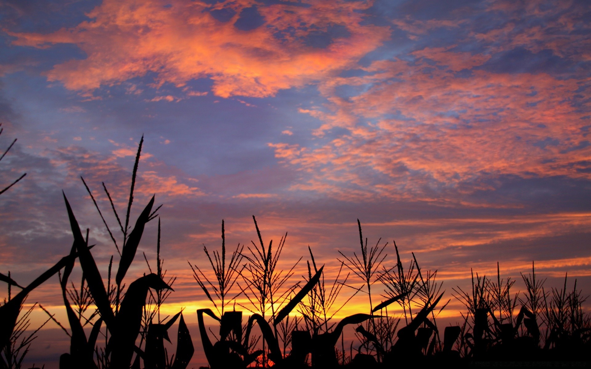 céu pôr do sol amanhecer sol noite silhueta paisagem céu crepúsculo retroiluminado natureza fazenda ao ar livre verão agricultura árvore luz campo