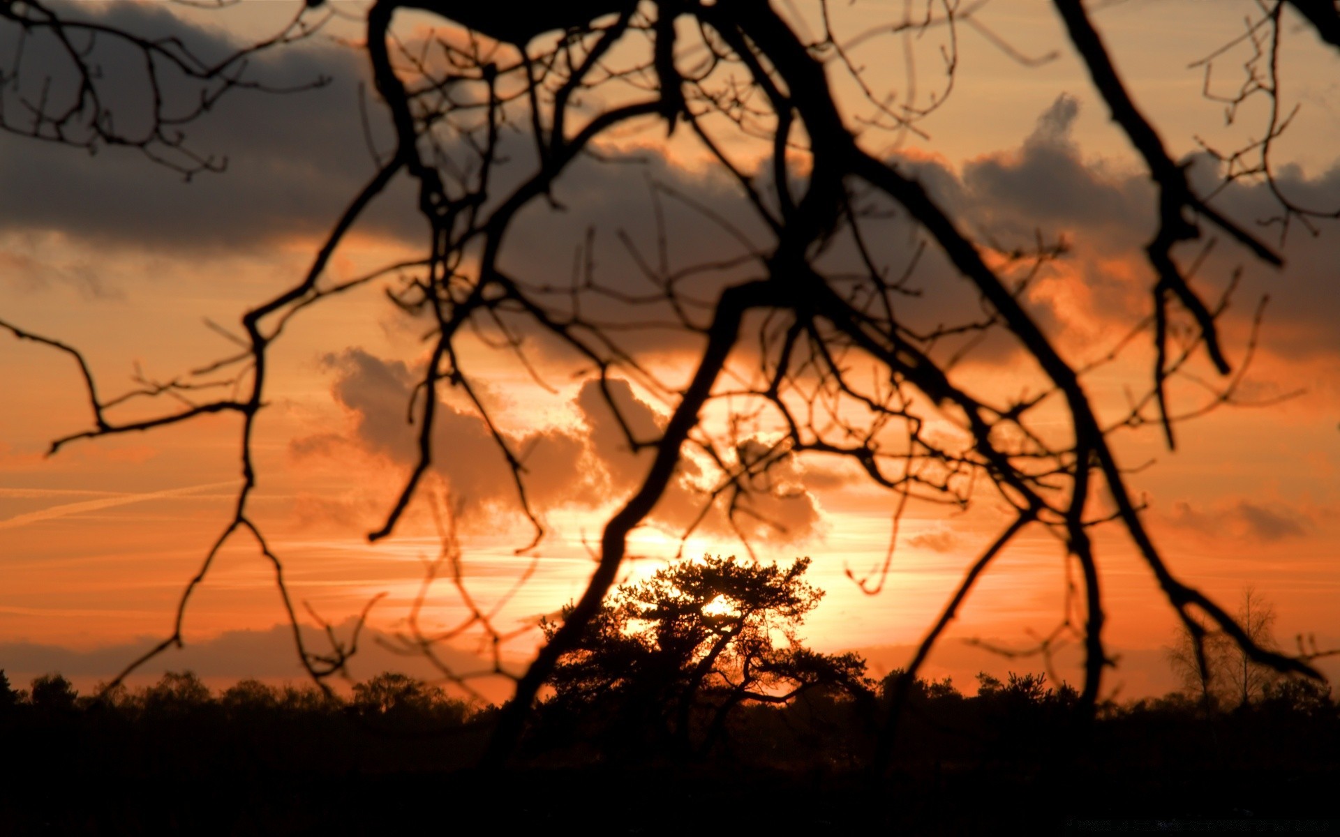 cielo puesta de sol árbol silueta paisaje amanecer naturaleza noche crepúsculo cielo iluminado sol luz otoño seco sombra oscuro tiempo madera rama