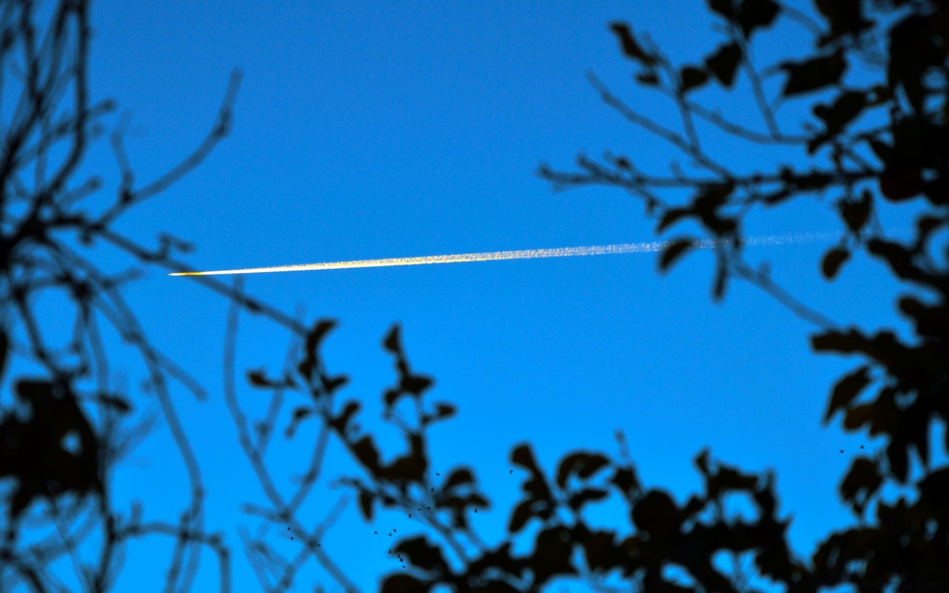 the sky tree silhouette sky nature bird branch backlit light desktop outdoors landscape leaf