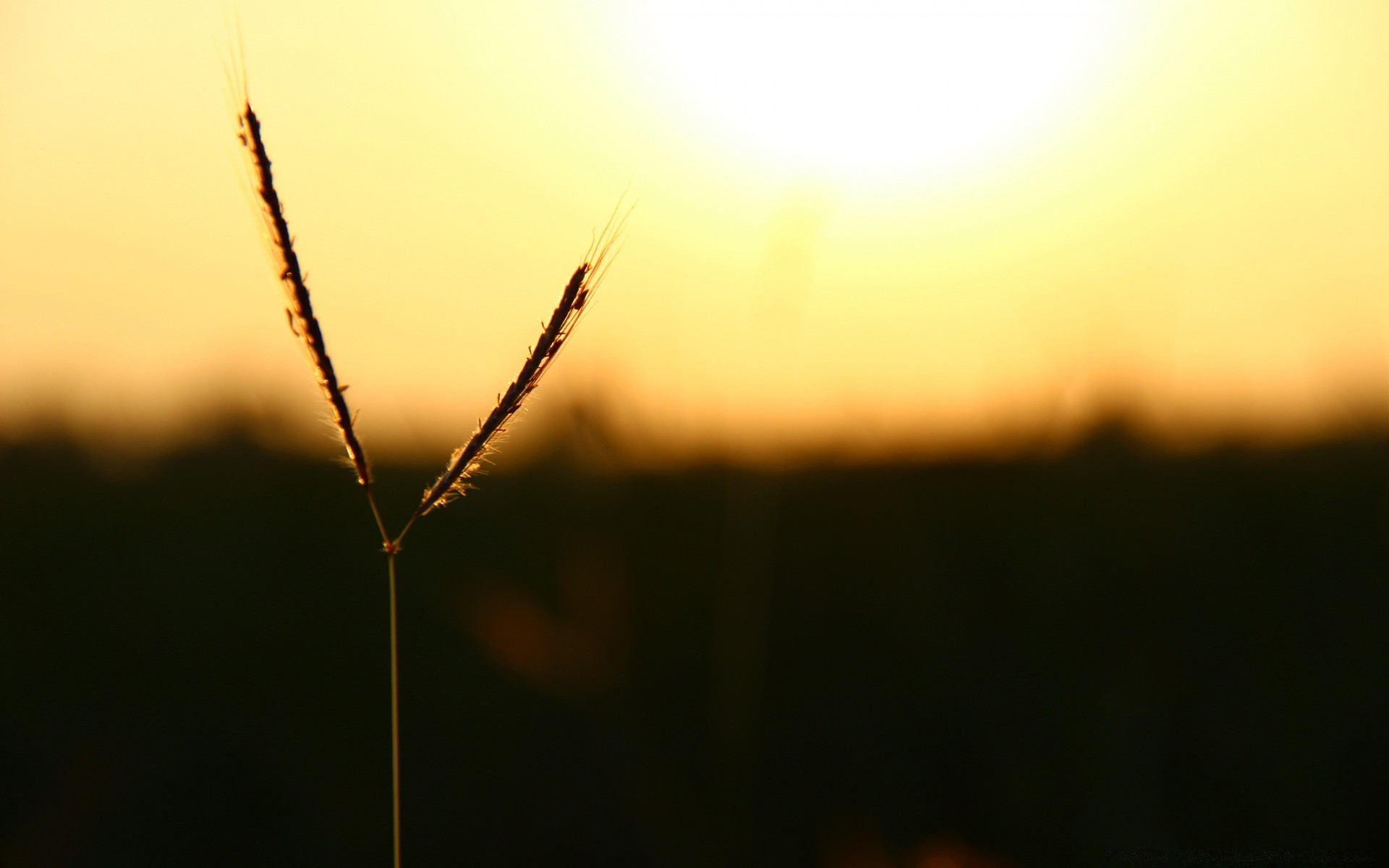 céu monocromático aranha dof inseto natureza borrão amanhecer resumo pôr do sol foco luz jardim sol retroiluminado folha cor paisagem flor