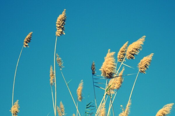 Dried stems of fluffy grass against the blue sky