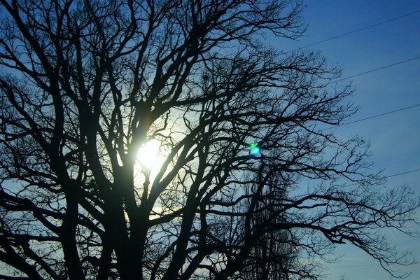 O sol brilha através dos galhos de uma árvore