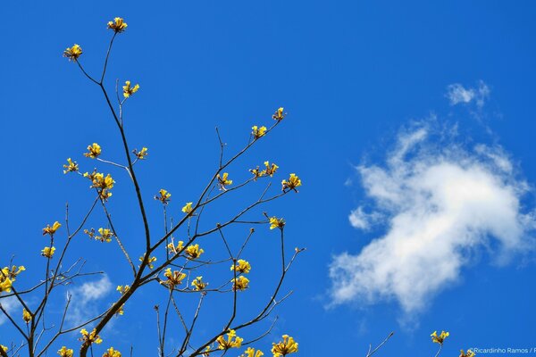 Flores florecientes contra el cielo