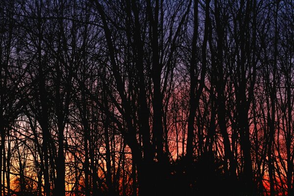 Bosque oscuro contra el amanecer rojo