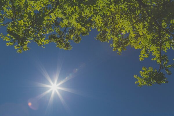 Güneşli bir günde ağaç ve mavi gökyüzü