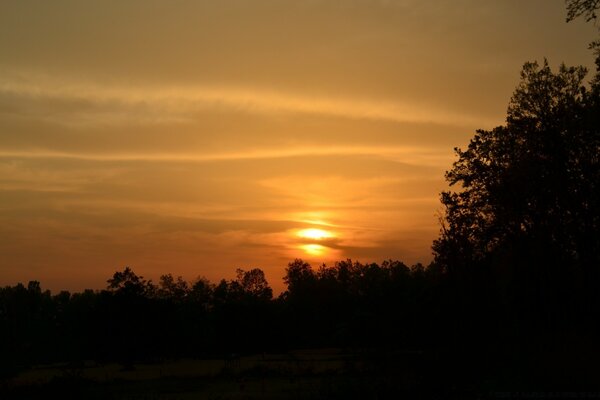 Silhouettes of trees and the setting sun