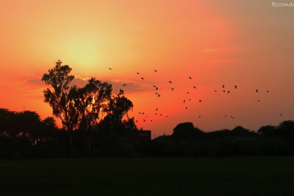 A flock of birds flies south