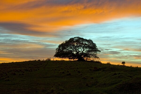 Uma colina com uma árvore no fundo do pôr do sol