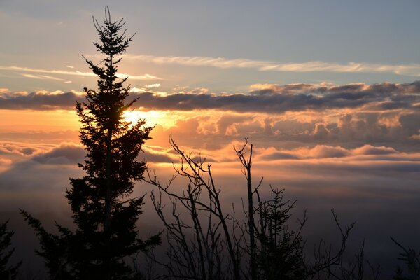 Nature on the background of dawn with clouds