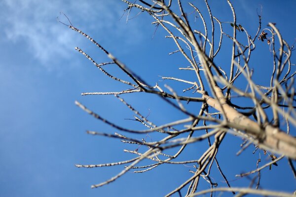 A dry tree against a blue sky