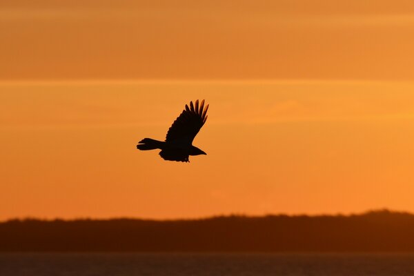 Silhouette d oiseau dans le ciel coucher de soleil