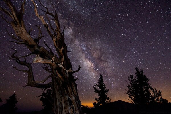 Sagoma di un albero su uno sfondo di cielo stellato