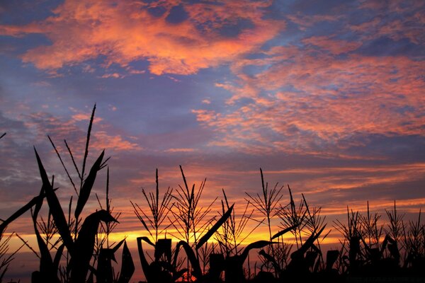 Maisfeld auf Sonnenuntergang Hintergrund