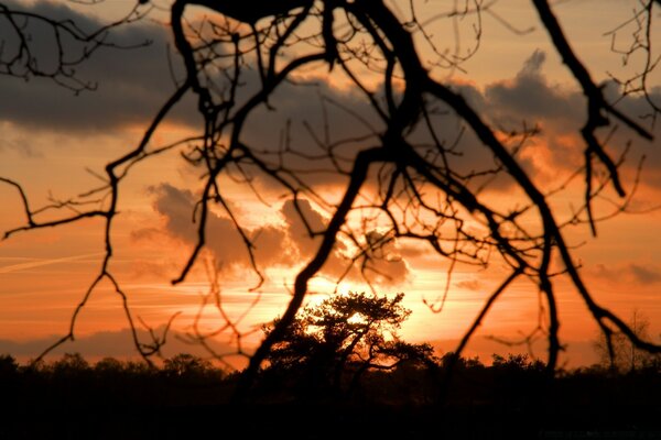 Vue du coucher de soleil à travers une branche d arbre