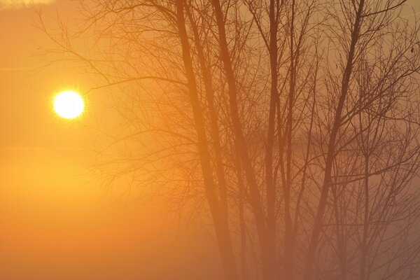 A tree without leaves and a disk of the sun