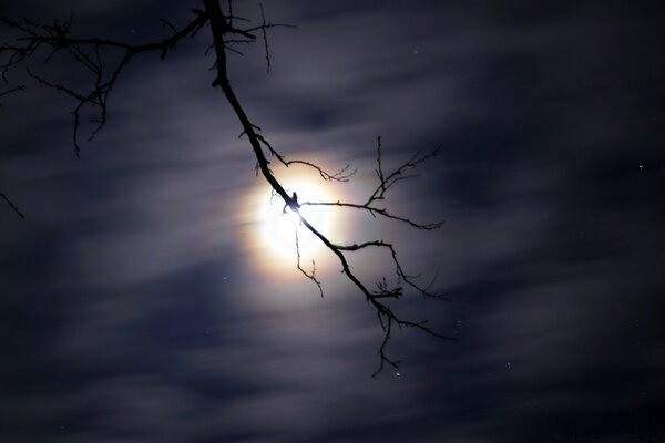 Soleil sur une branche dans la brume des nuages