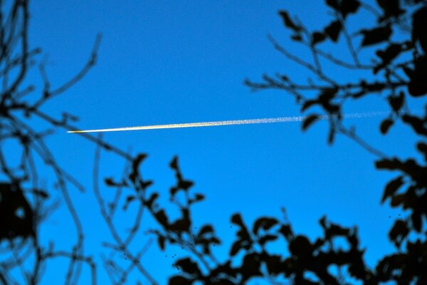 Silhouette eines Flugzeugs durch Bäume