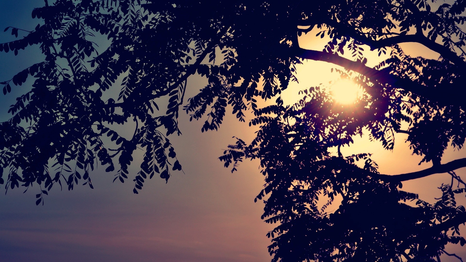 the sky tree silhouette desktop nature winter sunset dawn sun wood leaf evening season