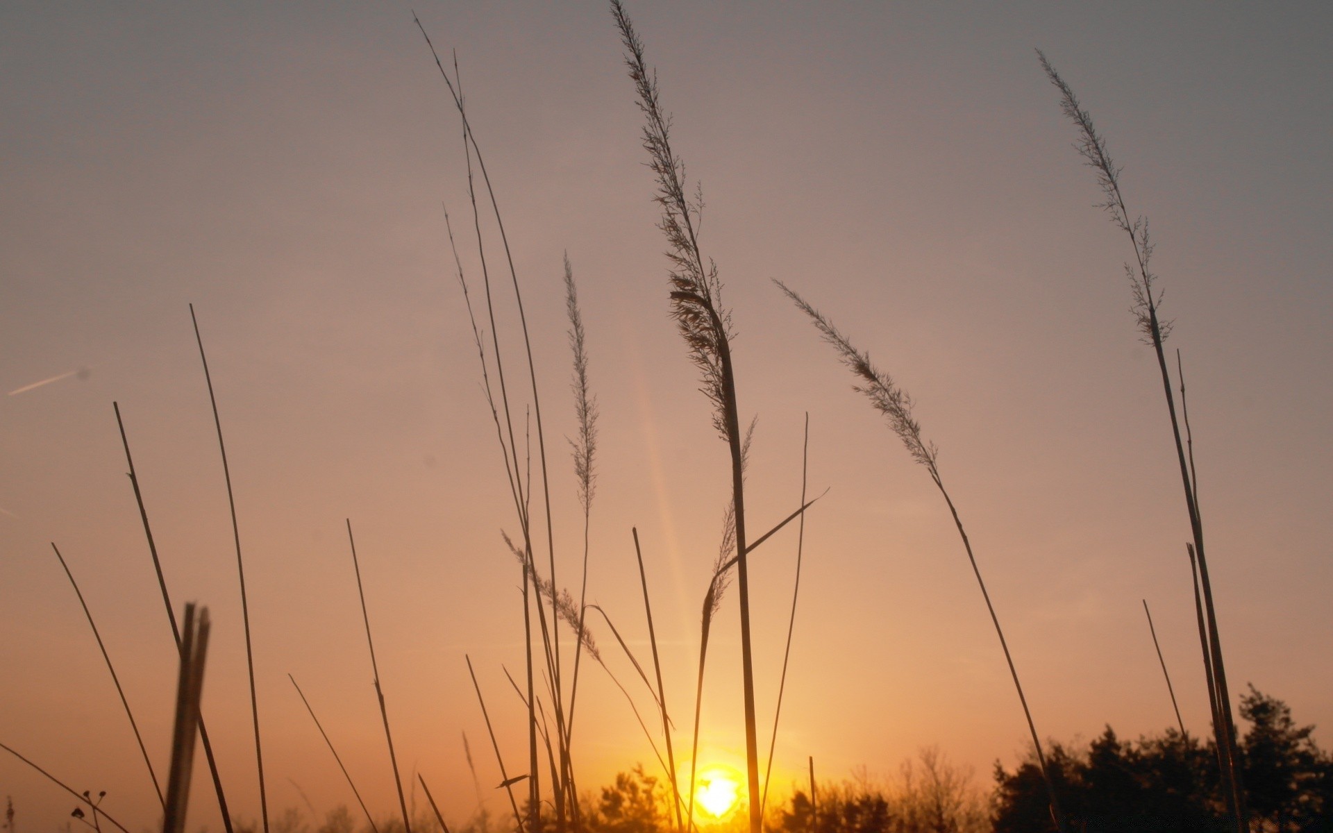 the sky sunset dawn sun landscape sky nature summer reed winter silhouette field grass light rural wind farm beach outdoors fair weather