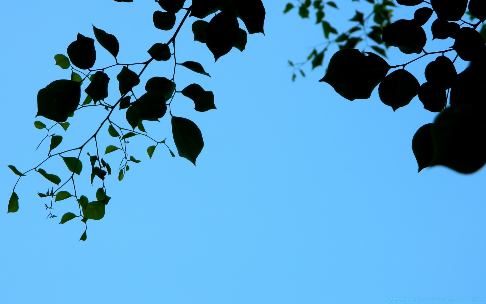 cielo pájaro naturaleza hoja árbol al aire libre