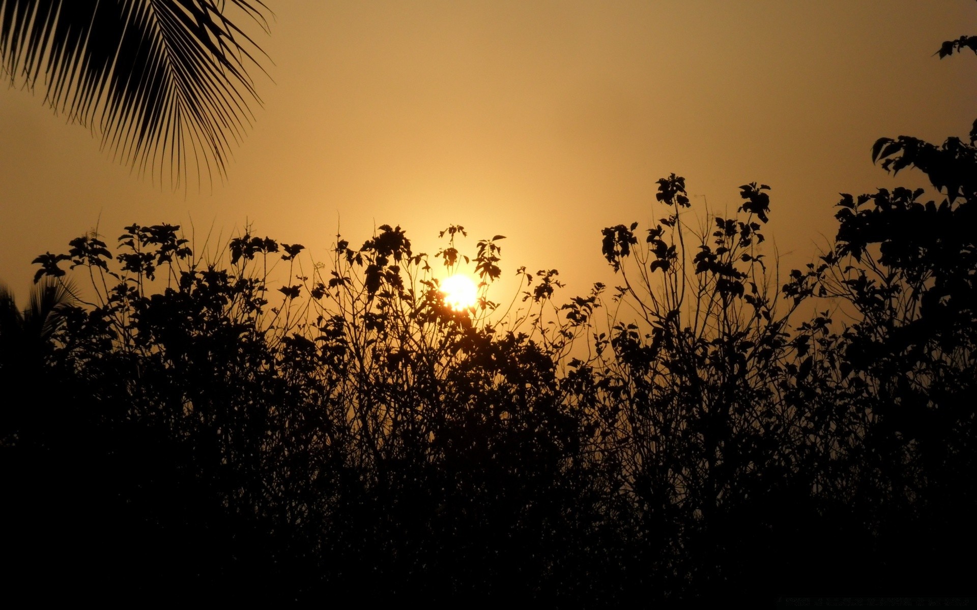 आकाश सिल्हूट सूर्यास्त सूरज सुबह प्रबुद्ध पेड़ प्रकृति शाम गोधूलि परिदृश्य आकाश घर के बाहर गर्मी प्रकाश पक्षी