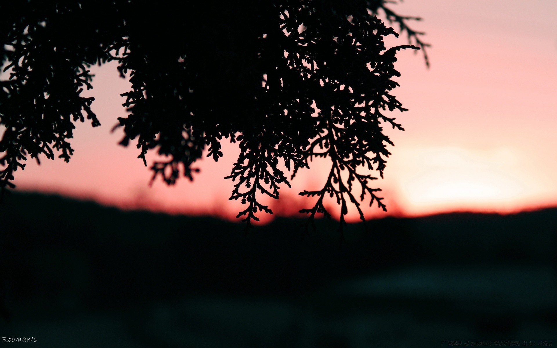 himmel baum silhouette dämmerung hintergrundbeleuchtung sonne sonnenuntergang natur abend himmel landschaft licht holz im freien dämmerung gutes wetter desktop zweig winter