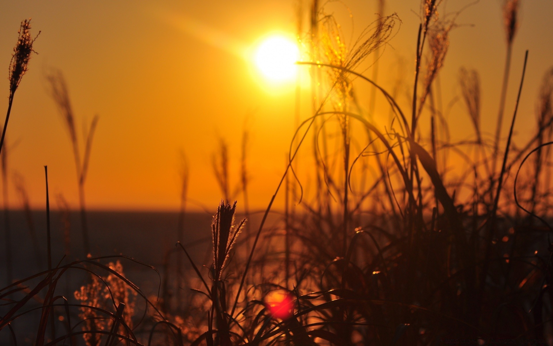 himmel sonnenuntergang sonne dämmerung silhouette abend landschaft licht hintergrundbeleuchtung dämmerung gutes wetter natur himmel feld gras sommer herbst im freien gold