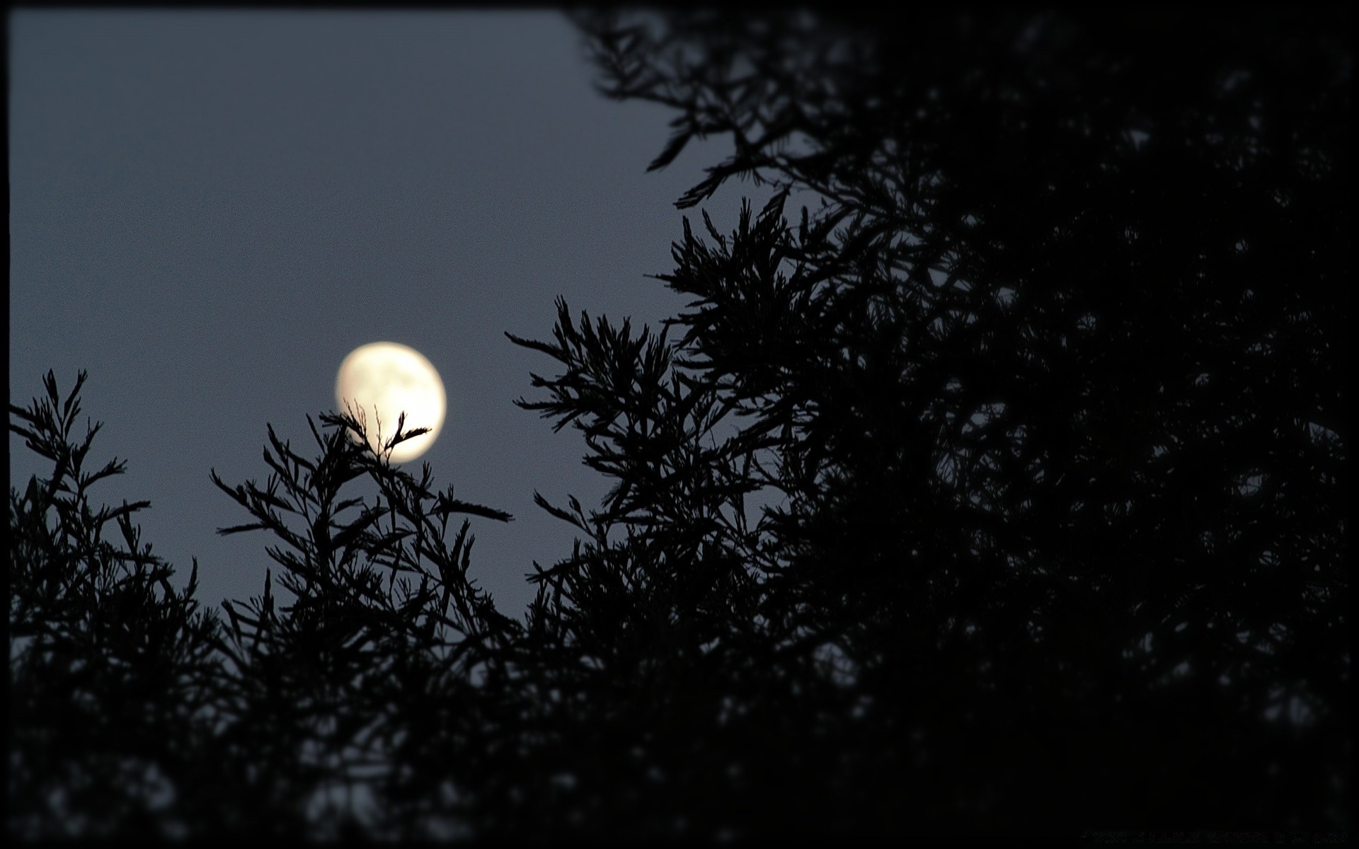 the sky moon sky tree nature light winter silhouette bird evening sun dark outdoors astronomy sunset dusk dawn