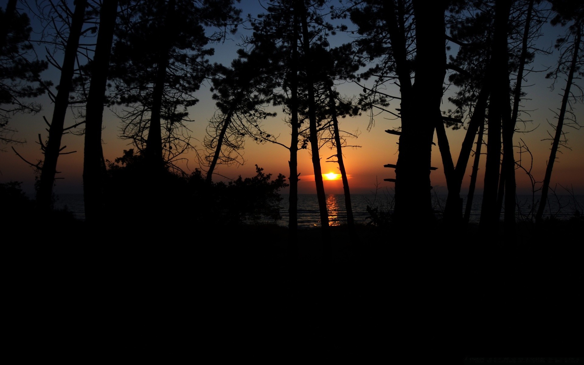 céu amanhecer pôr do sol árvore paisagem sol natureza retroiluminado névoa madeira noite luz bom tempo silhueta névoa anoitecer ao ar livre