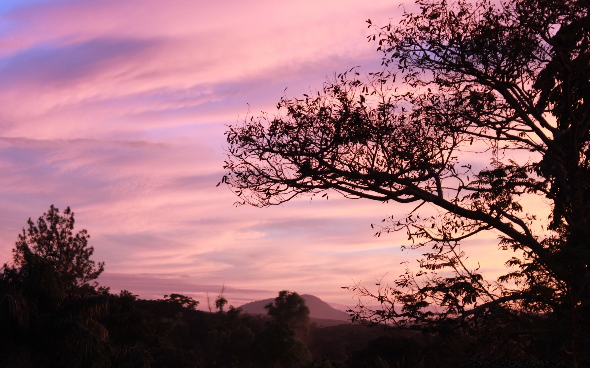 the sky tree landscape dawn sunset nature sky sun evening silhouette outdoors backlit wood fog park dusk scenic light fair weather branch