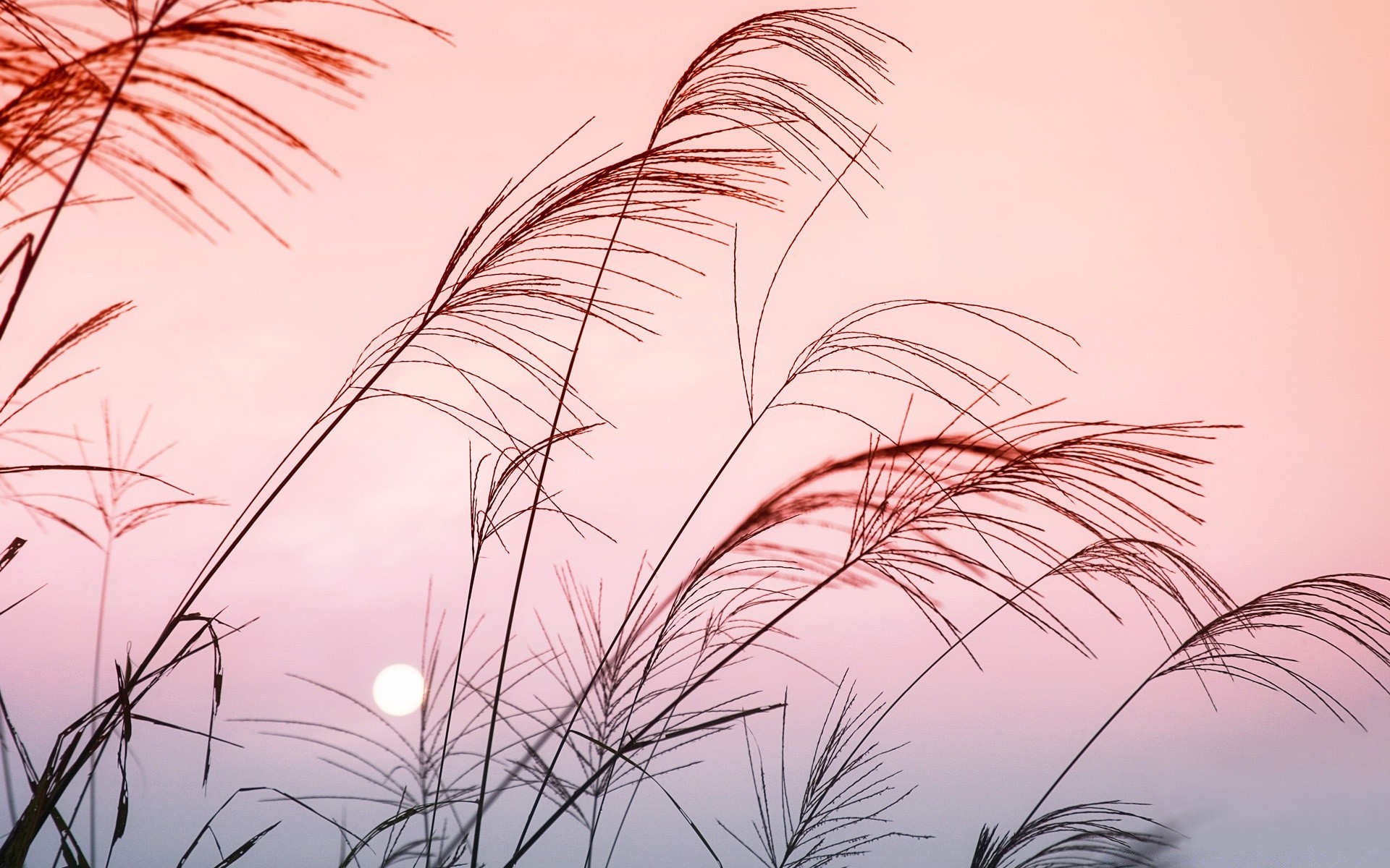 himmel desktop flora gras schön natur reed sommer abstrakt farbe himmel blatt silhouette strand landschaft sonne hell meer