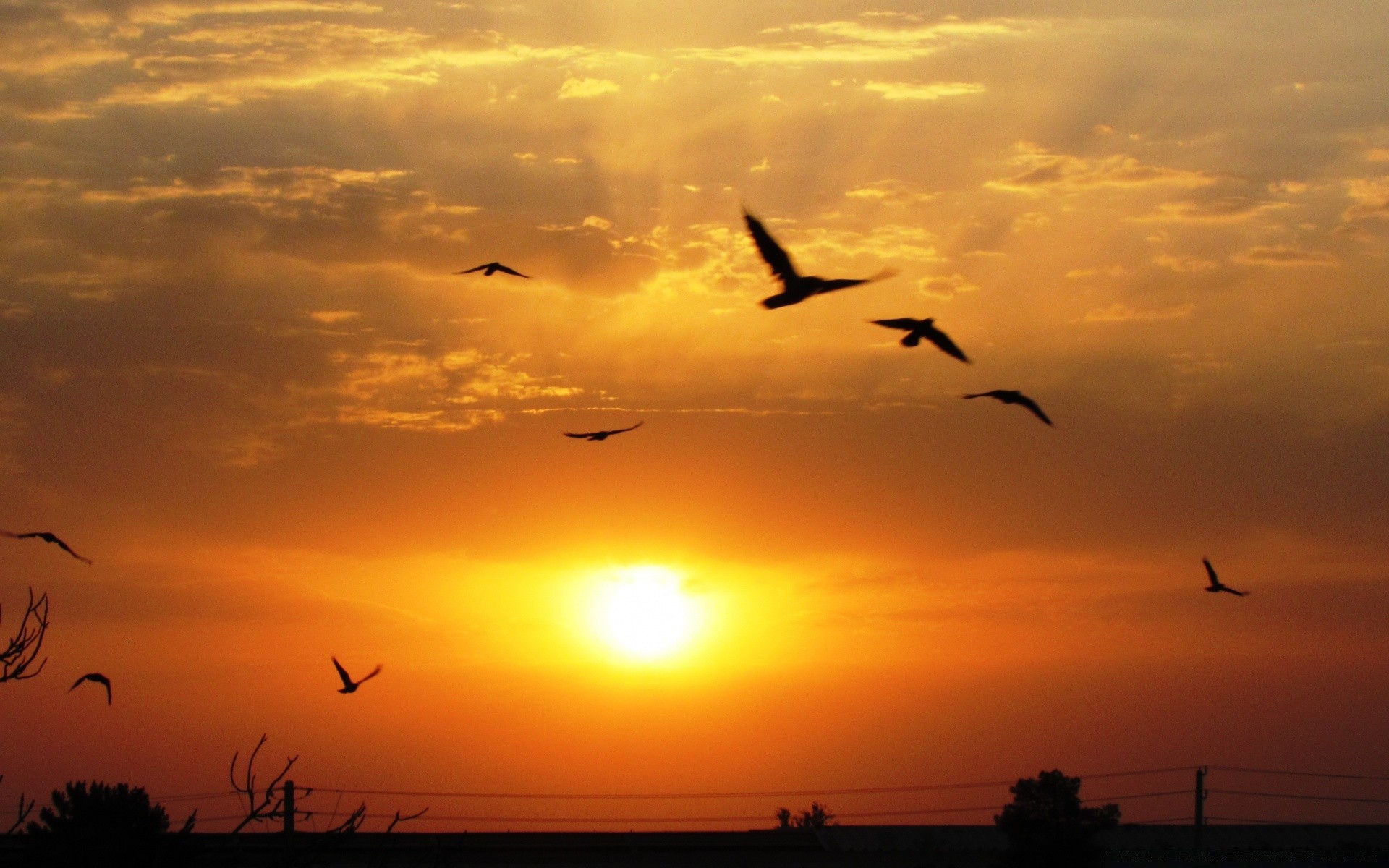 the sky sunset bird dawn sky sun evening silhouette seagulls flight goose dusk backlit fly water flock