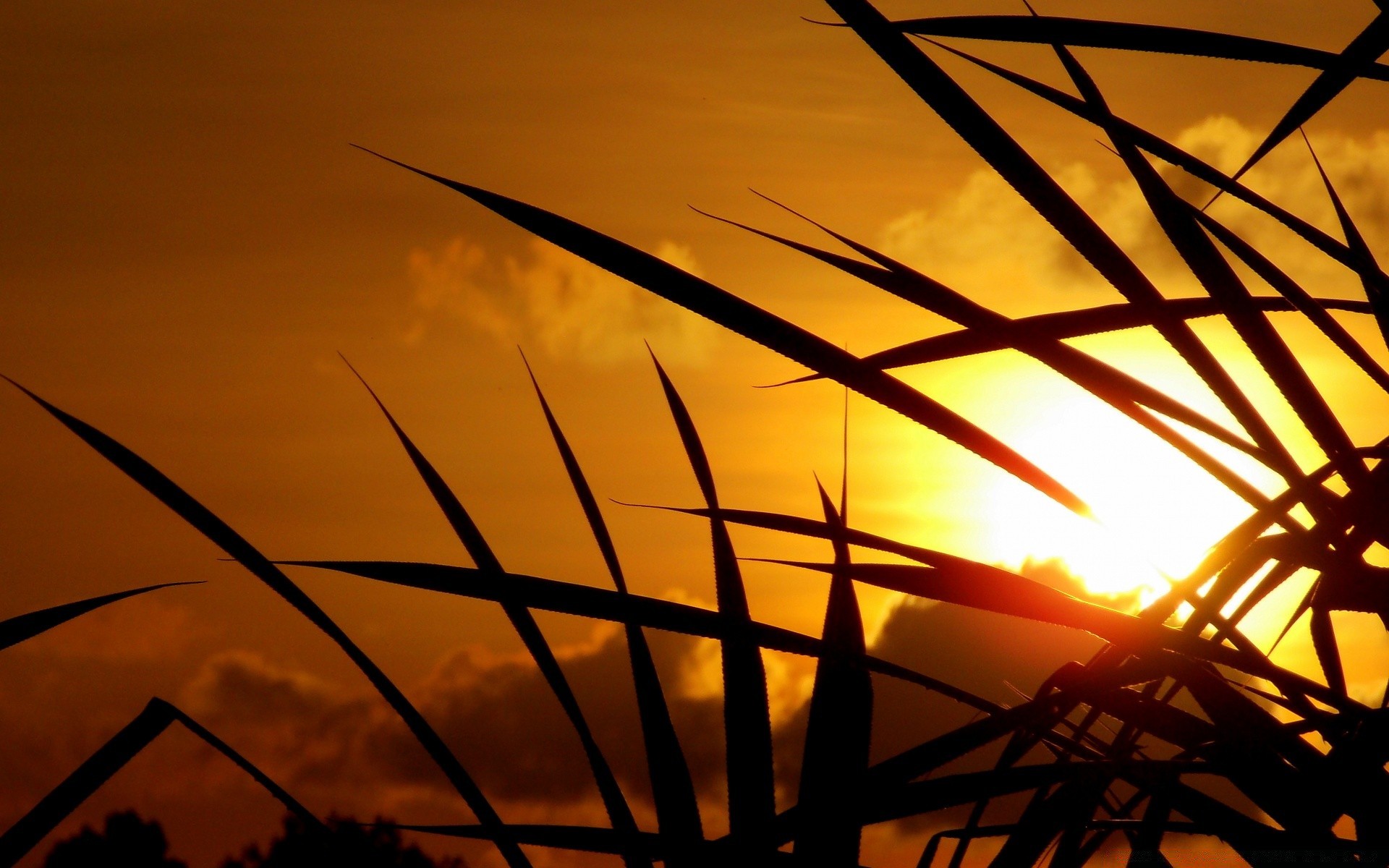 ciel coucher de soleil soleil silhouette aube lumière rétro-éclairé ciel paysage or résumé soir