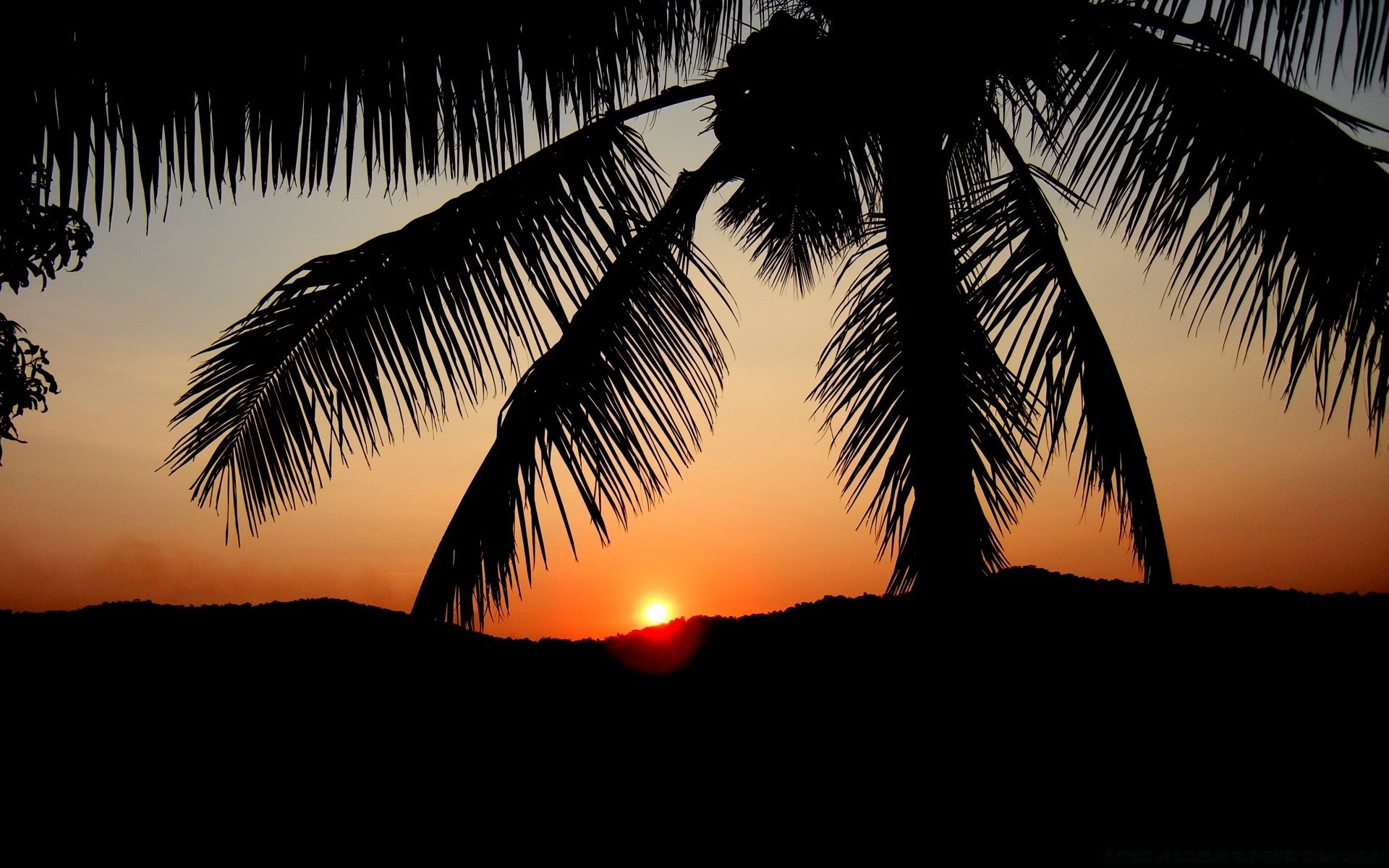 cielo spiaggia palme tramonto sole tropicale mare oceano silhouette isola cocco esotico albero sabbia viaggi vacanze acqua estate cielo alba