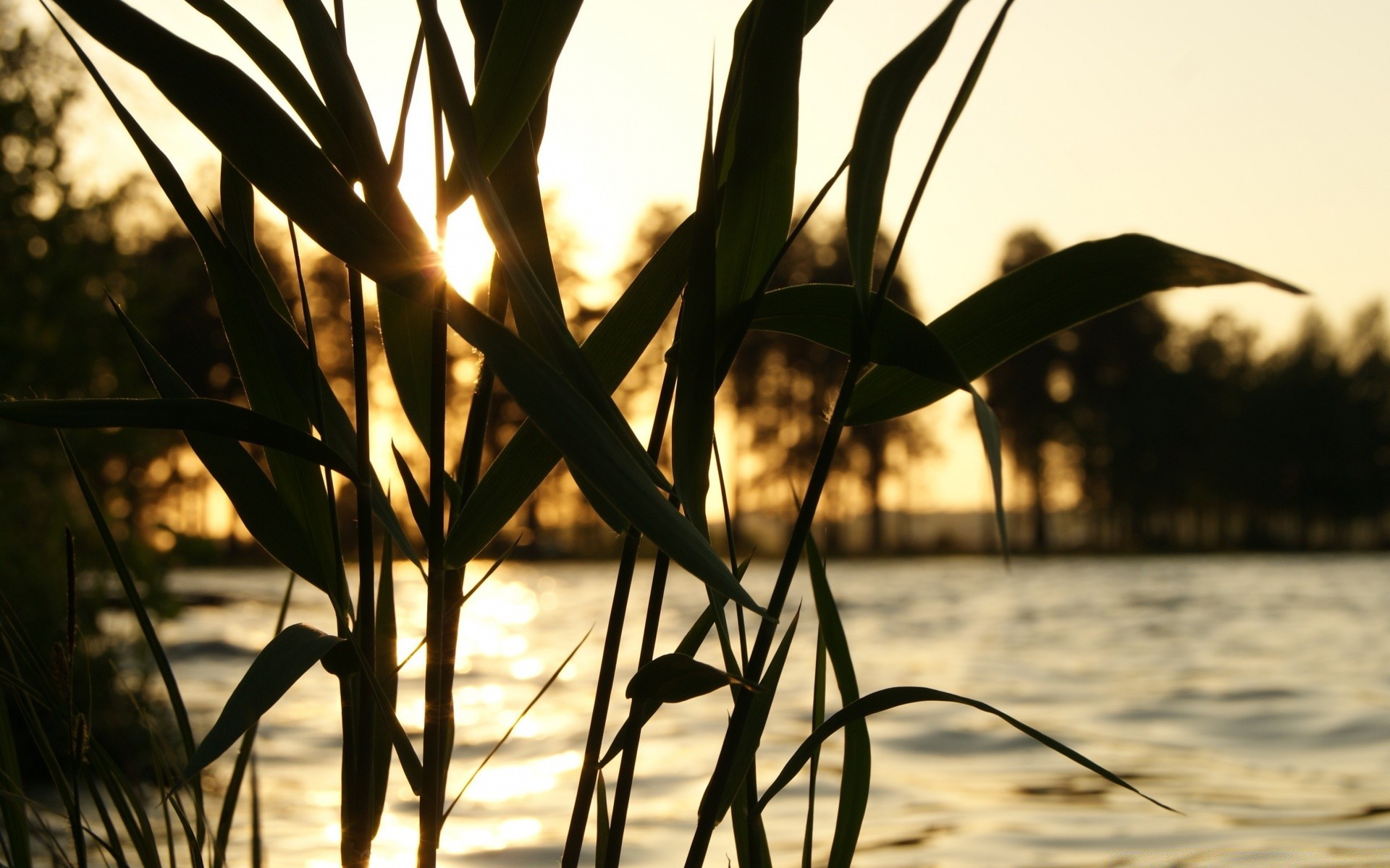 the sky sunset dawn nature water outdoors sun beach summer landscape sky fair weather tropical leaf