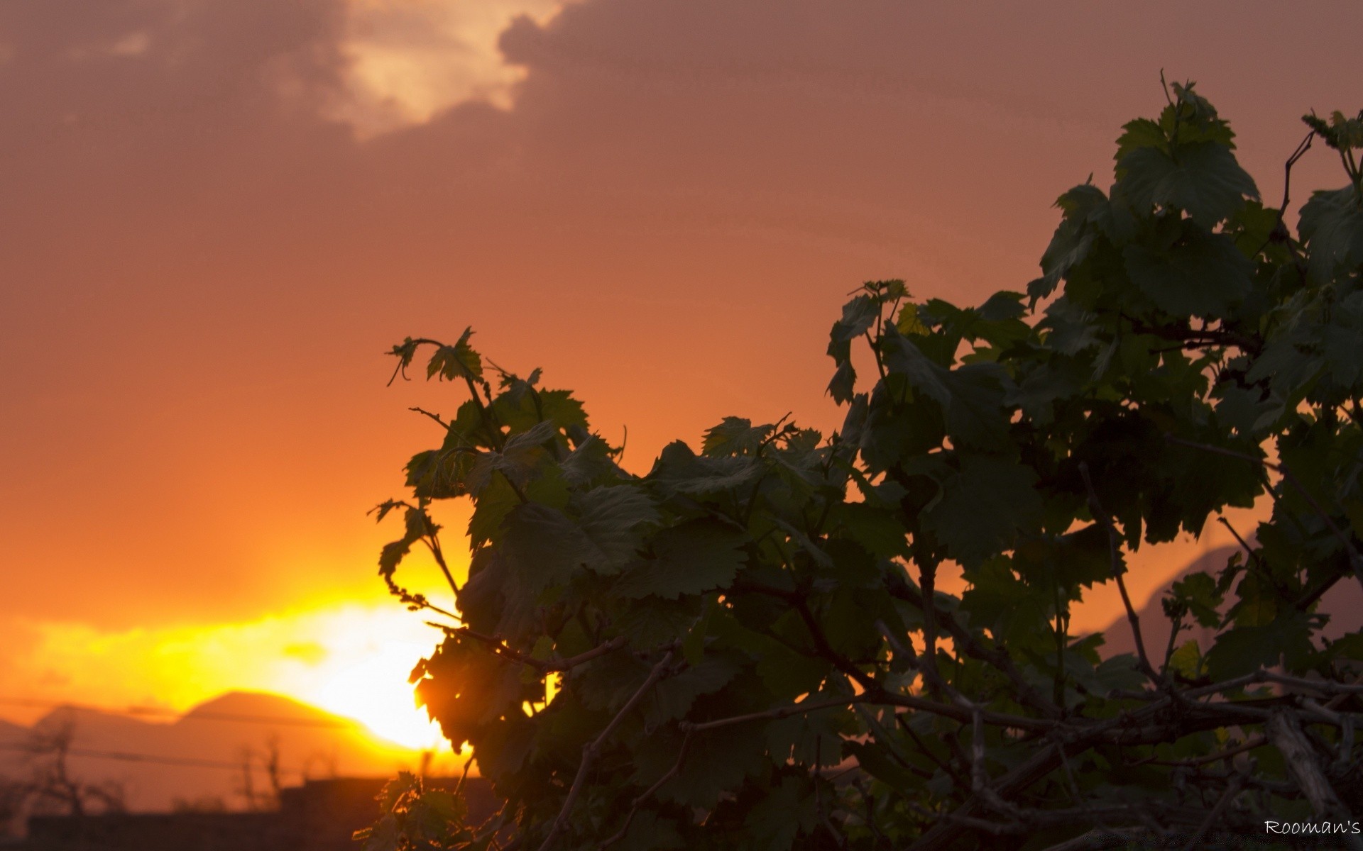 ciel coucher de soleil rétro-éclairé soleil arbre soir aube silhouette à l extérieur lumière paysage feuille