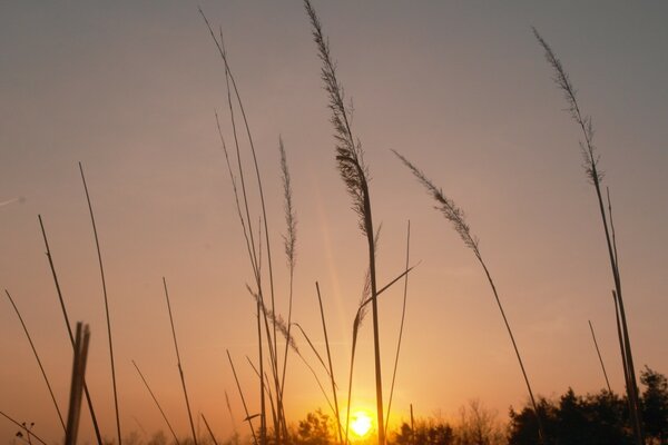 Die Sonne geht auf dem Abendfeld unter