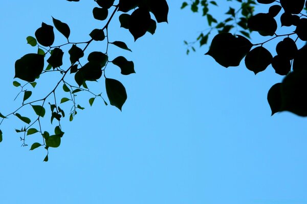 Blätter eines Baumes auf einem blauen Himmelshintergrund