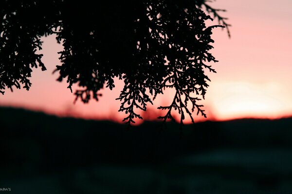 The beautiful silhouette of a tree at sunset