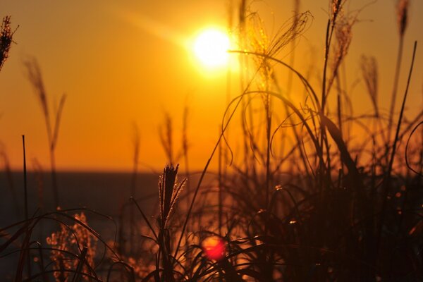 Hermosa puesta de sol a través de las plantas