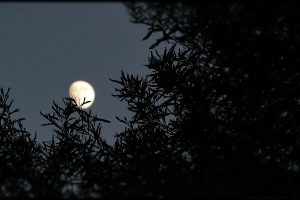 Der Mond stieg am dunklen Himmel auf