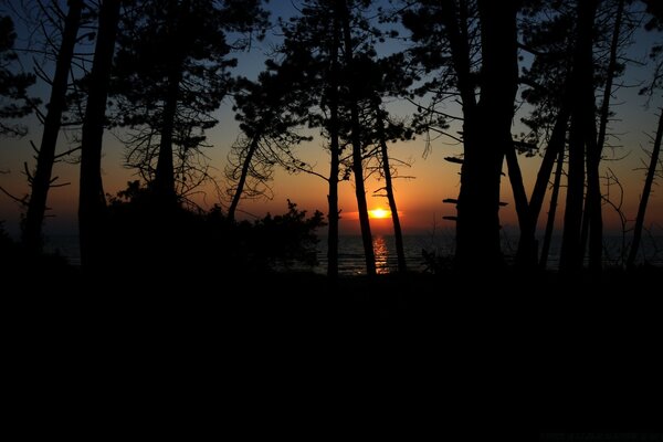 Aube sur fond de nature, d eau et d arbres