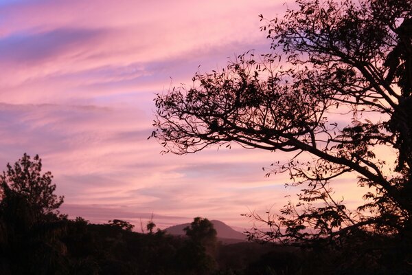 Tree branch on sunset background