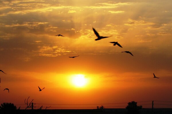 Aves en vuelo en medio de la puesta de sol