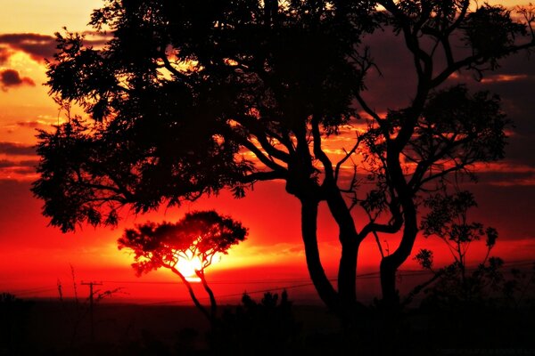 Árboles en el fondo de una puesta de sol roja