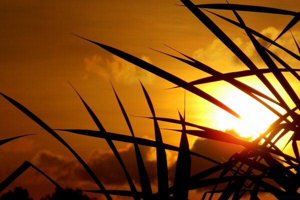 Erba ai raggi del sole al tramonto