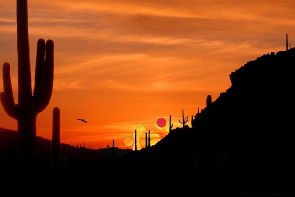 Außergewöhnlich schöner Sonnenuntergang in der Wüste