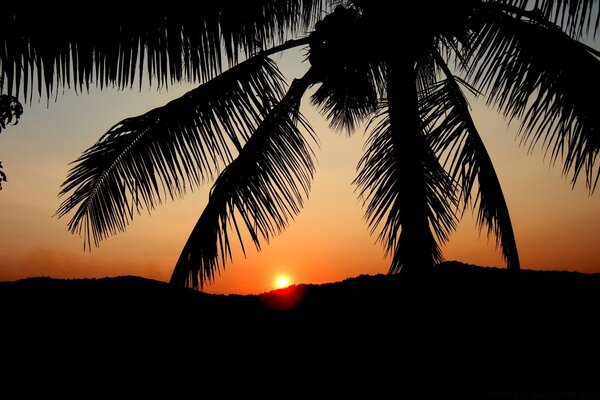 Céu laranja e pôr do sol contra o fundo de uma palmeira escura