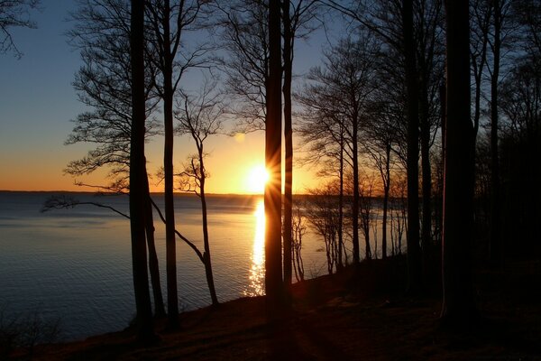 The setting sun peeking out from behind a tree against the background of water