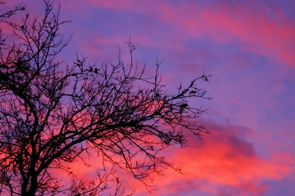 Beautiful tree landscape on sunset background